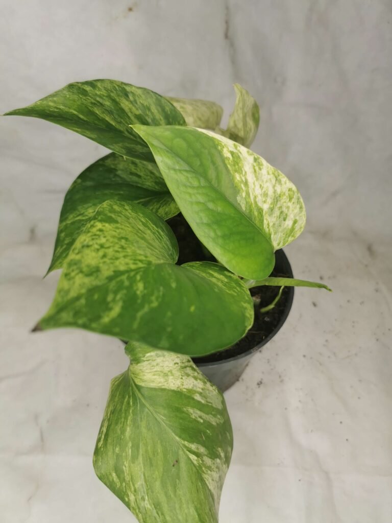 Epipremnum Marbled Queen