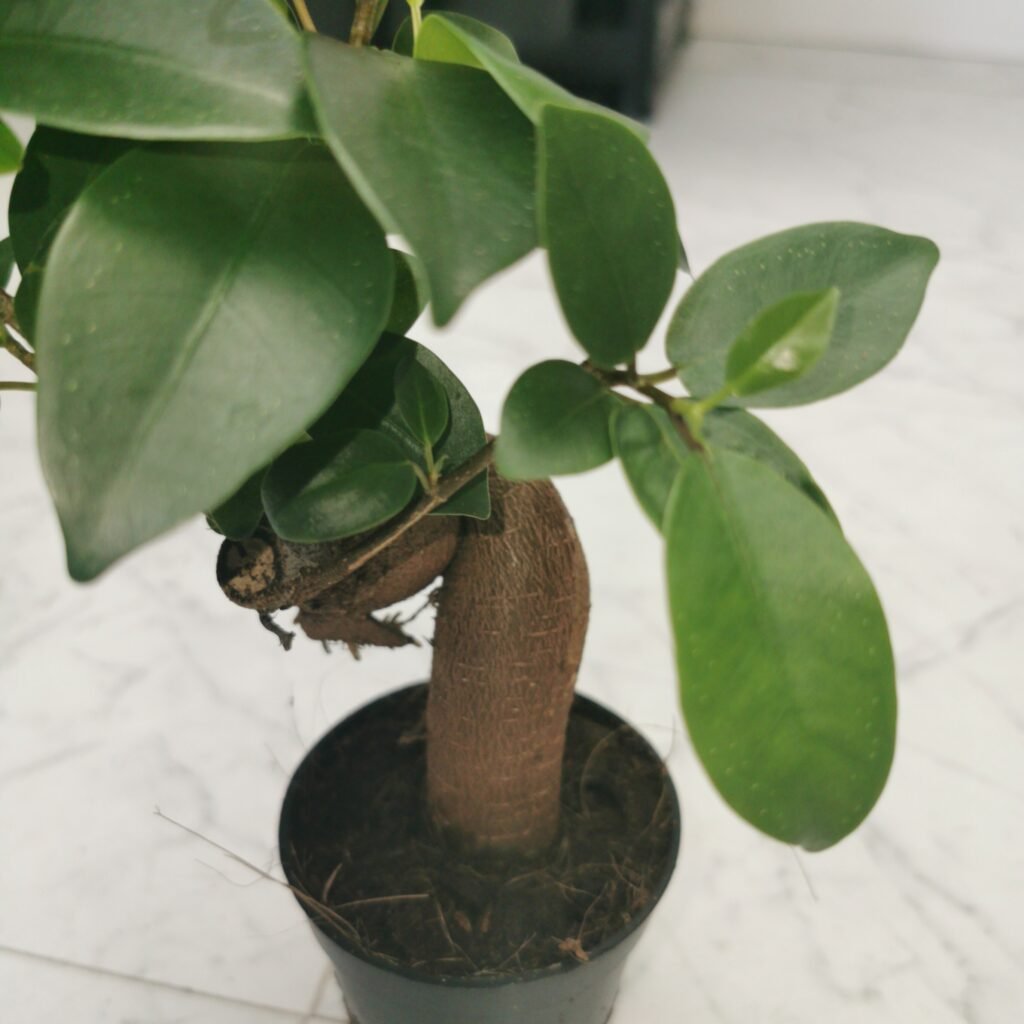 Ficus Ginseng Bonsai Starter
