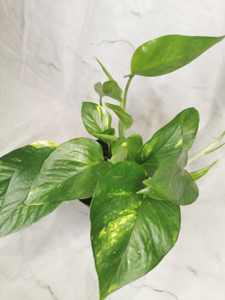 Epipremnum Aureum