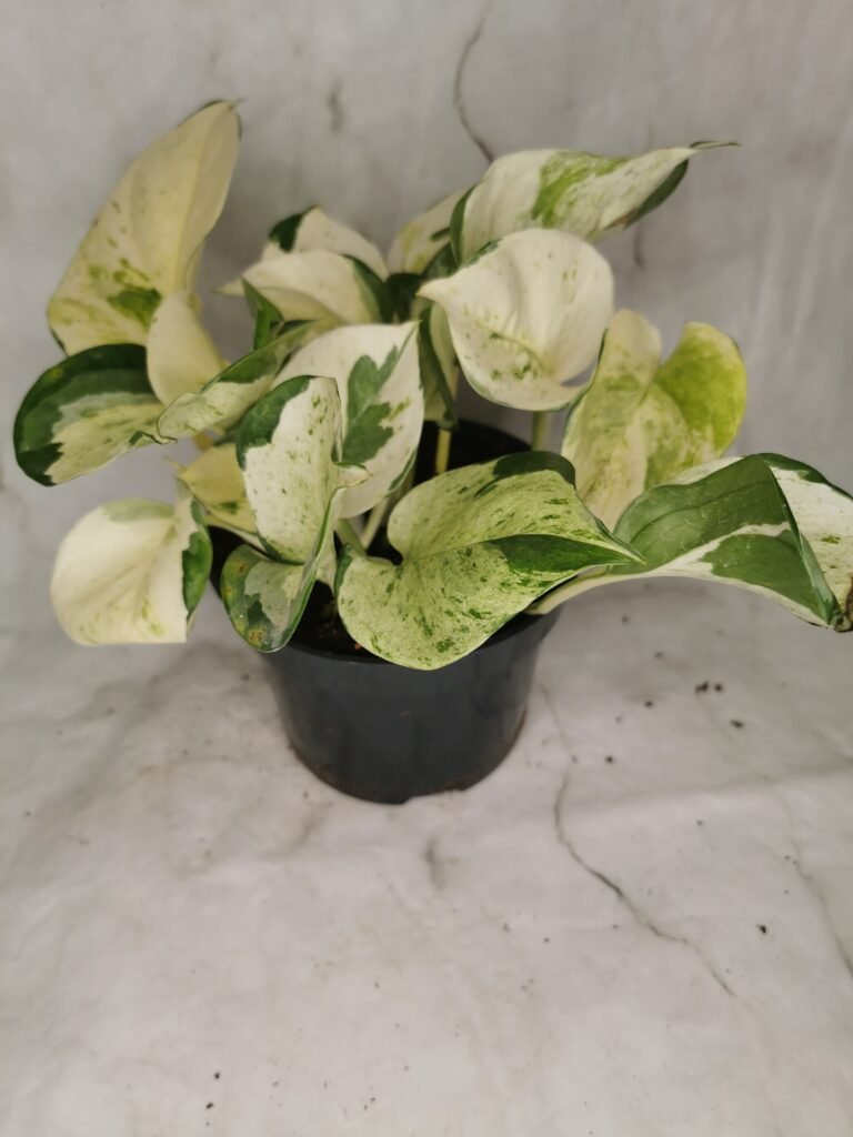 Epipremnum Manjula