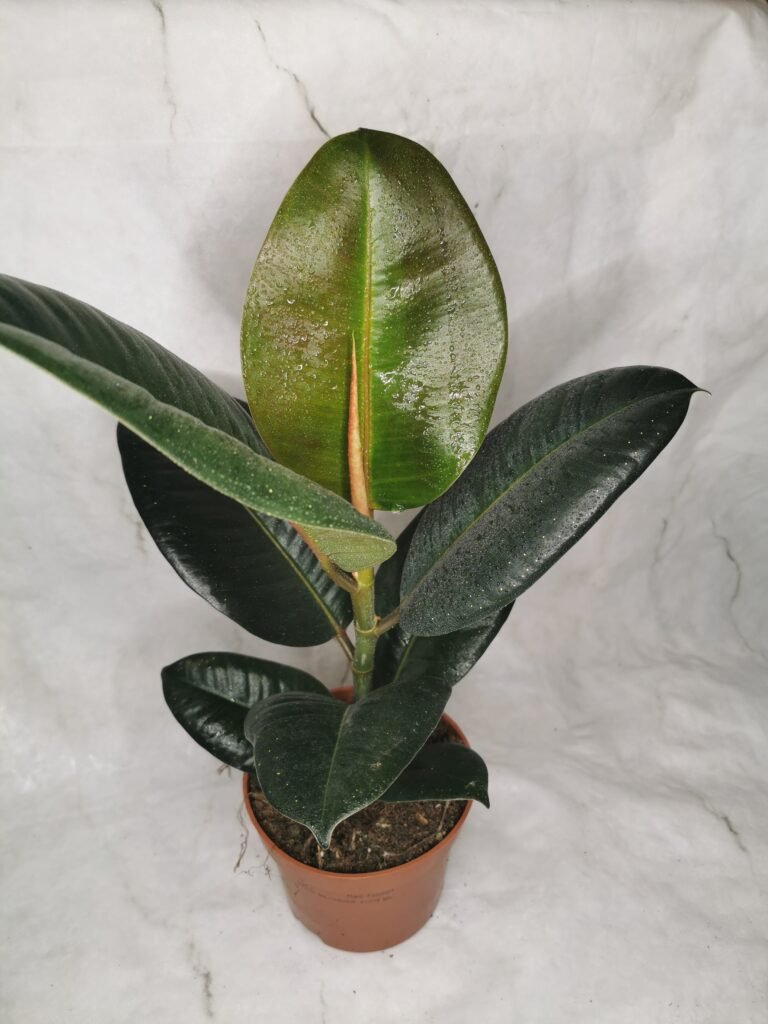 Ficus Robusta