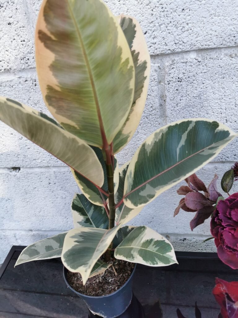 Ficus Tineke