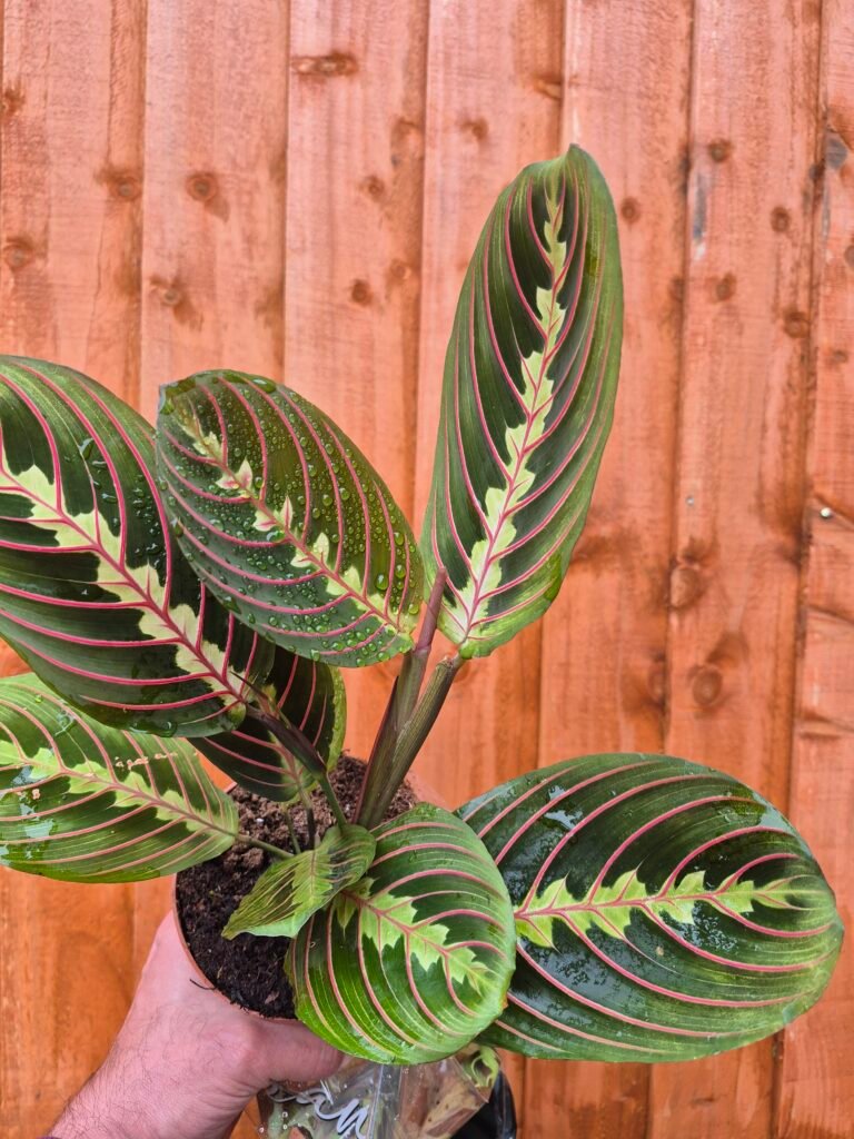 Maranta Fascinator