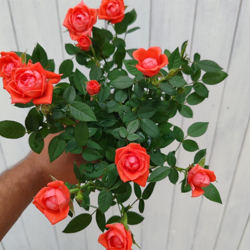 Roses Various Colours