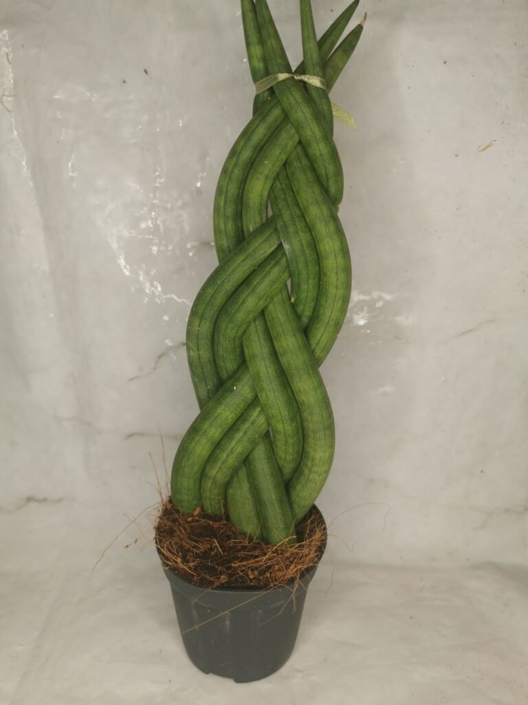 Sanseiveria Braided Twister