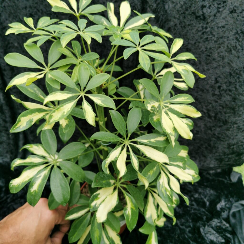 Schefflera Gerda