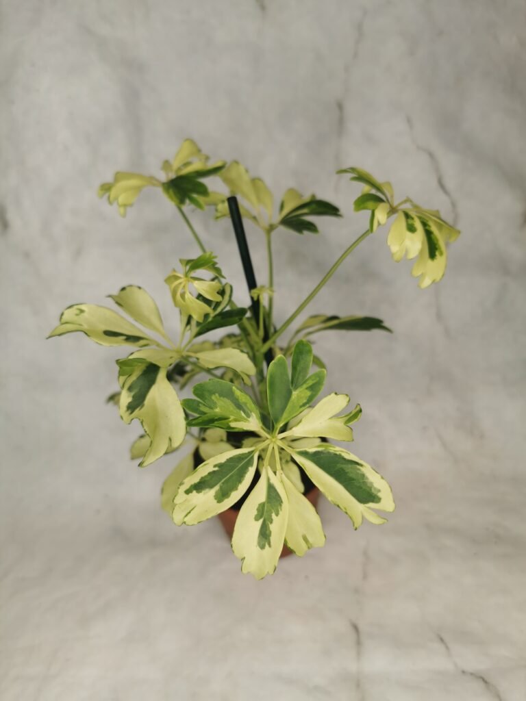Schefflera Janine