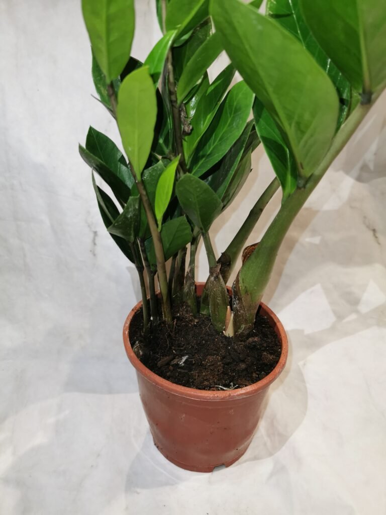 Zamioculcas Zamiifolia